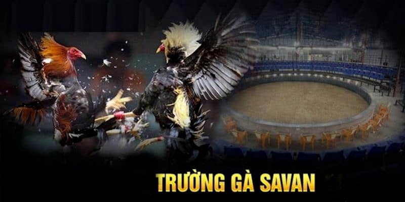 Trường Gà Savan Và Những Điểm Thú Vị Bạn Chưa Biết